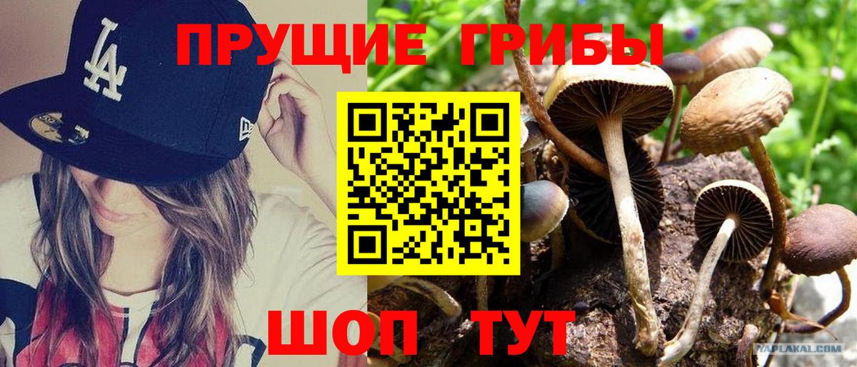 Елизово  как найти закладки  Вход с VPN  Псилоцибиновые грибы Psilocybine cubensis 